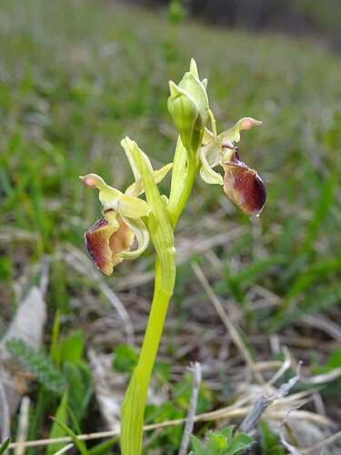 Ophrys sp. - sujet 4 (4)