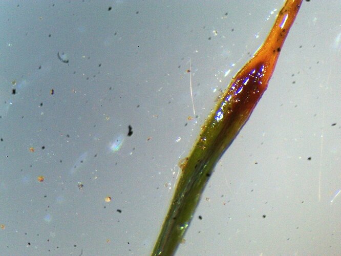 Polytrichastrum formosum