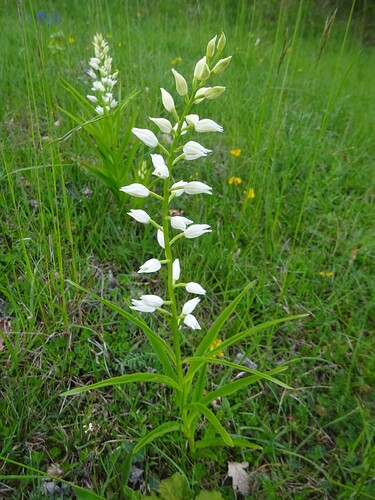 Cephalanthera longifolia - Céphalanthère à longues feuilles - ORCHIDACEAE (11)