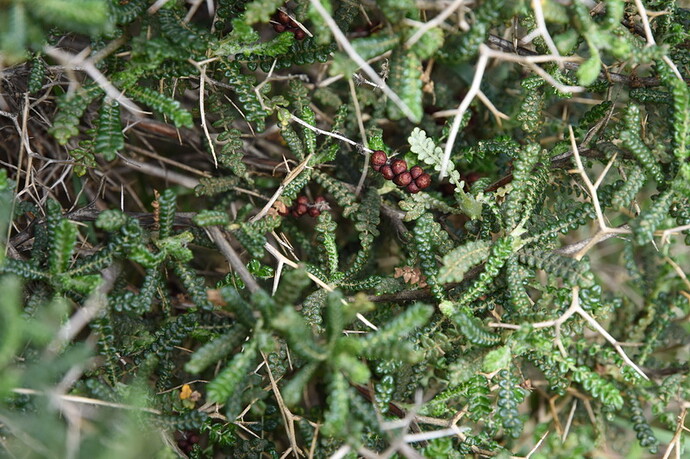 DSC_2310_redimensionner