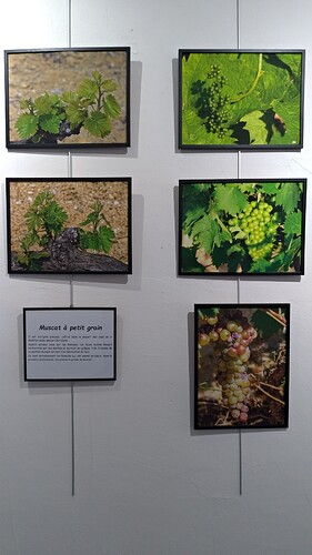 P_20221125_171908 Muscat à petits grains