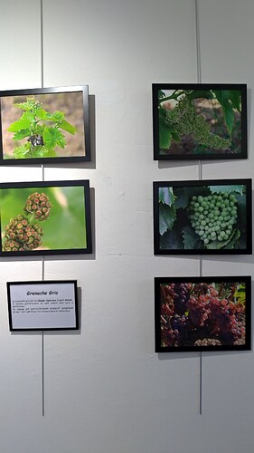 P_20221125_171730 Grenache gris