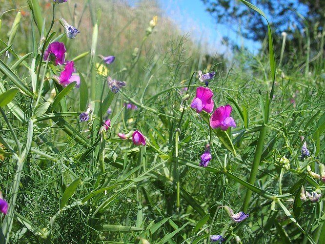 Lathyrus clymenum
