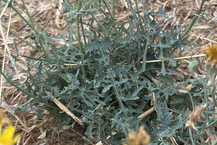Epervière bleuâtre - Hieracium glaucinum (3)