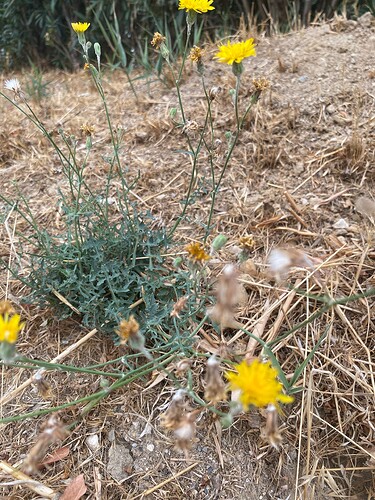 Epervière bleuâtre - Hieracium glaucinum (1)