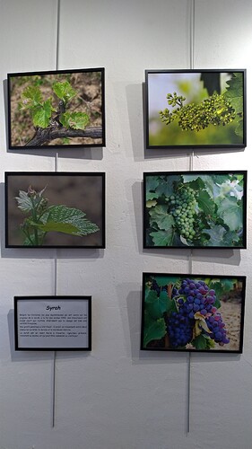 P_20221125_172024 Syrah