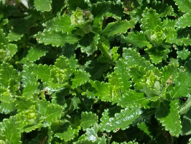 dryas