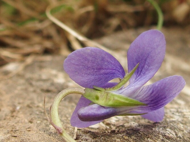 viola calice  2