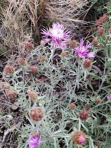 Centaurea cf hanrii subsp spinabadia_Força Real(1)