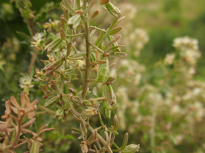 Réséda phyteuma fruits