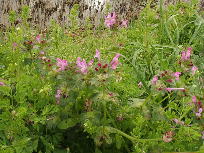 Lamium amplexicaule