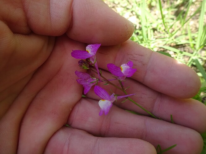 Linaria maroccana - Linaire marocaine - PLANTAGINACEAE (8)