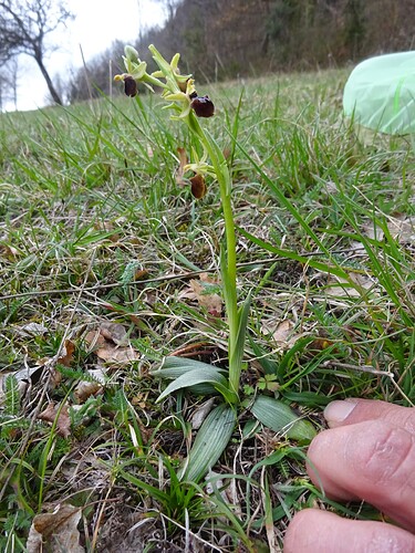 Ophrys sp. - sujet 1 (19)