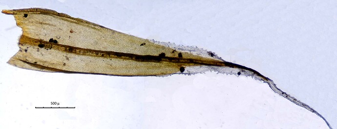 Racomitrium lanuginosum (Suède)
