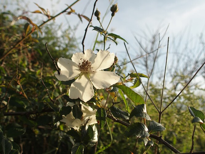 Rosa sempervirens