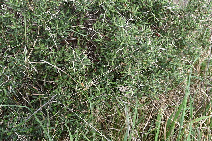 DSC_2312_redimensionner