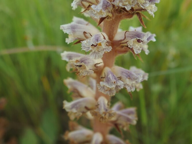 Orobanche (2)