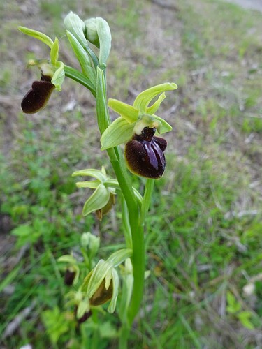 Ophrys virescens - Ophrys verdissant - ORCHIDACEAE (20)