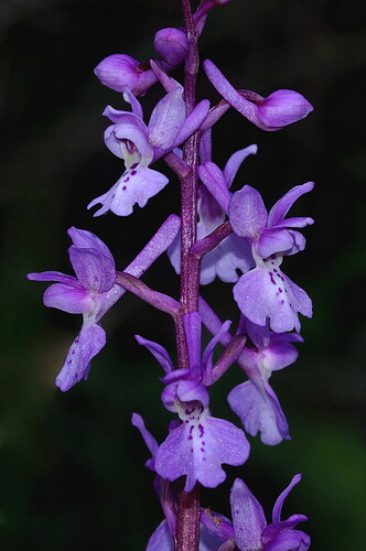 orchis_mascula_olbiensis_2017_091_01_sfg_amallolc