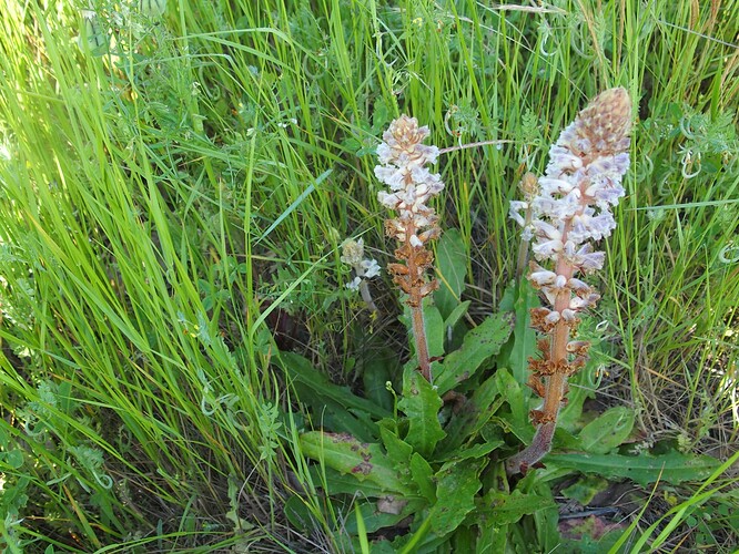 Orobanche (3)