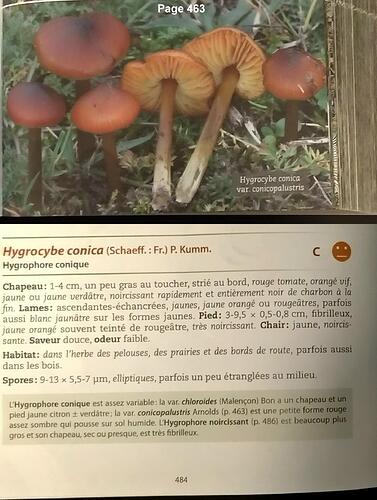 Hygrophore conique vs Guide des champignons