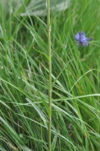 Phyteuma_michelii (4)