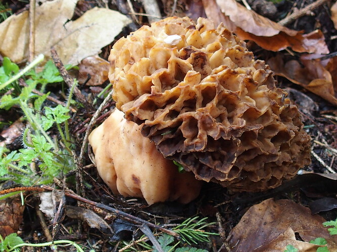 Morchella esculenta