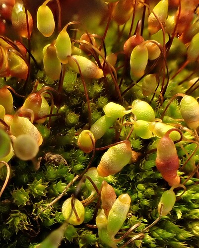 Bryum caespiticium-MA Llugany_03-2021 (3)