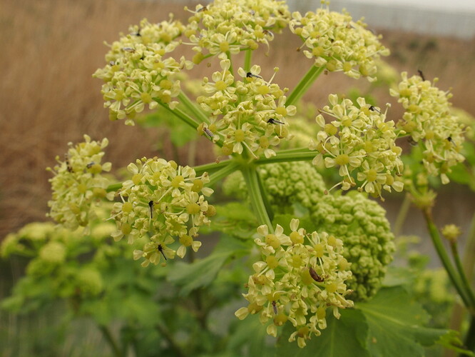 Smyrnium olusatrum fleur