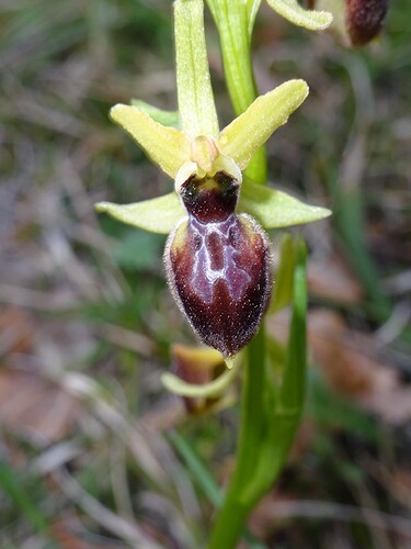 Ophrys sp. - sujet 1 (8)
