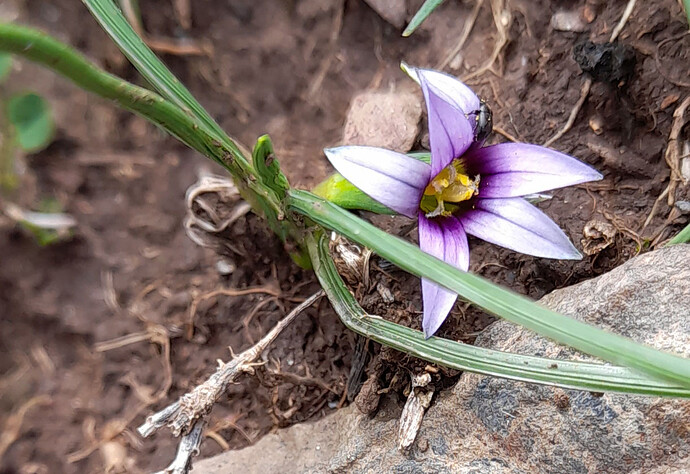 Romulea 2_Cerbère_220324