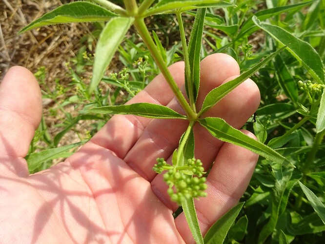 Rubia tinctorum - Garance des teinturiers - RUBIACEAE (6)