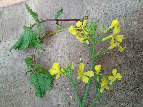 Jaune