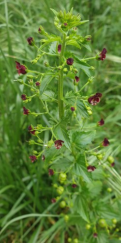 Scrophulaire peregrina_VR