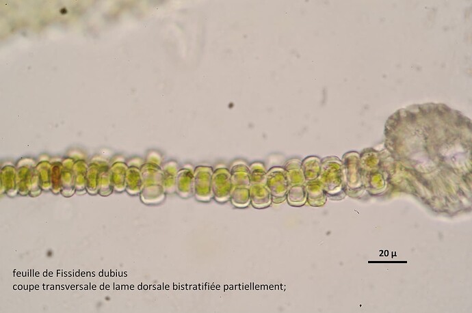 Fissidens dubius_Montferrer, cavité calcaire (1)