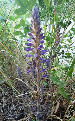 Phelipanche lavandulacea_CéF_VR