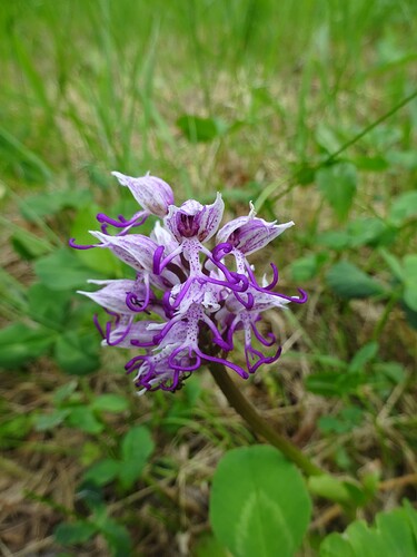 Orchis simia - Orchis singe - ORCHIDACEAE (7)