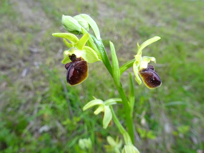 Ophrys aranifera - Ophrys araignée - ORCHIDACEAE (17)