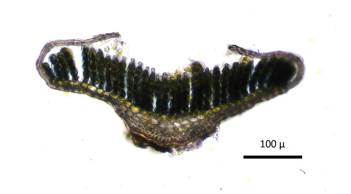 Polytrichum juniperinum-coupe transversale feuille (Suède)