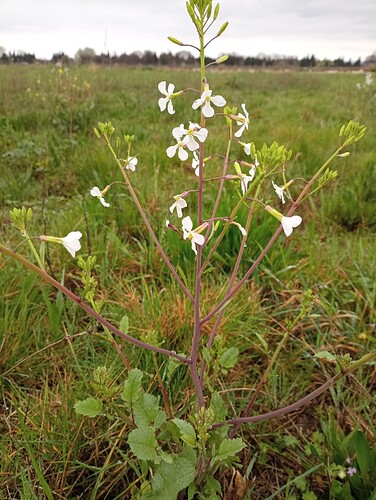 plante entière