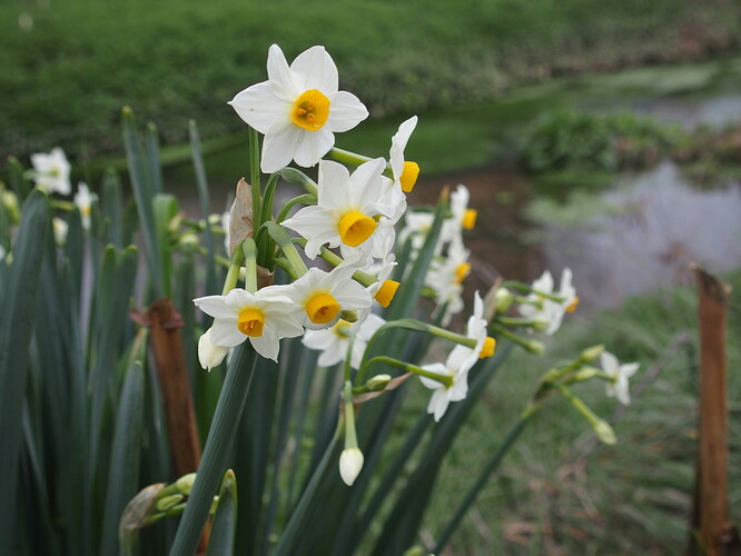 Narcissus tazetta fleur