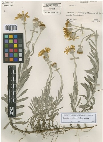 Senecio ceratophylloides Argentine2