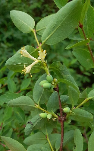 Lonicera caerulea Bolquère 20220605_1