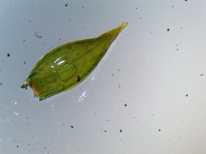 Antitrichia curtipendula