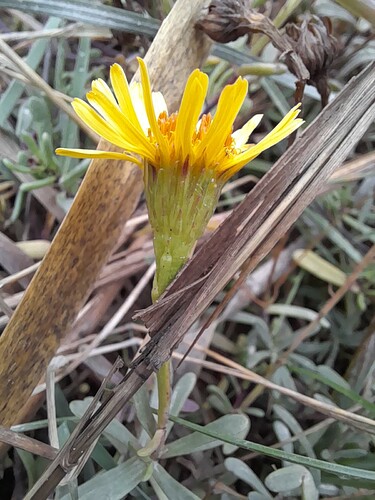 Senecio ceratophylloides 3