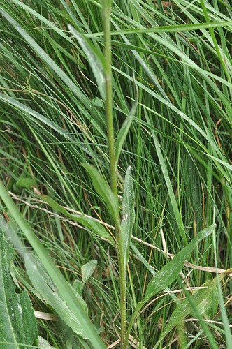 Phyteuma_michelii (3)