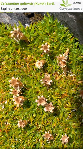 2022-07-31T12_35_37 Colobanthus quitensis (Kunth) Bartl. Sagine antarctique Caryophyllaceae