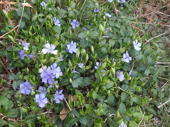 vinca groupe