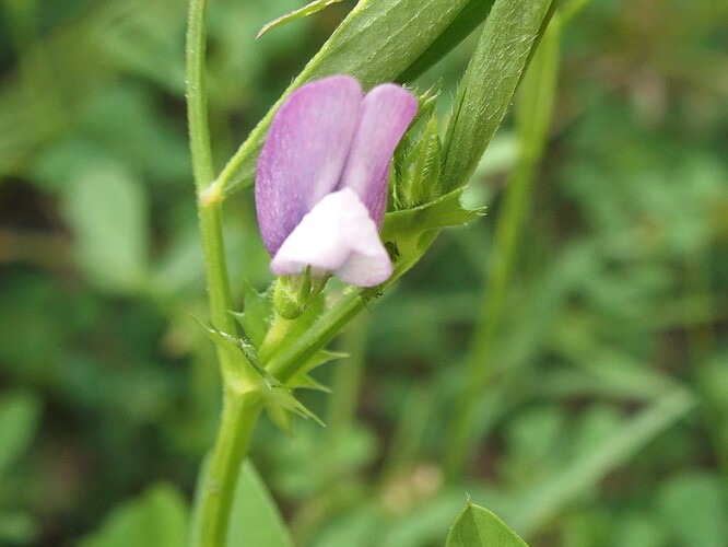 Vicia bithynica