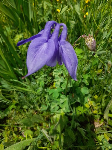 Aquilegia hirsutissima Le Galbe 20220606_3